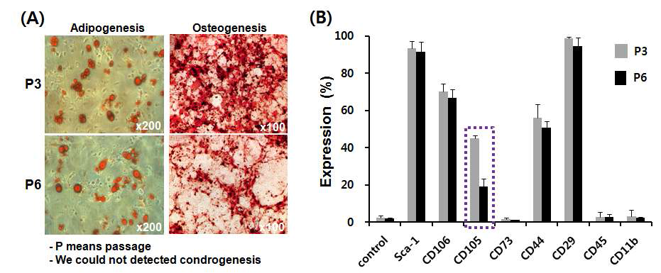 Reduced expression of CD105 with passage dependent manner in mouse dermal fibroblast. Isolated cells were passed continuously and the expression of surface antigens of cells were analyzed by flowcytometry at indicated passage.