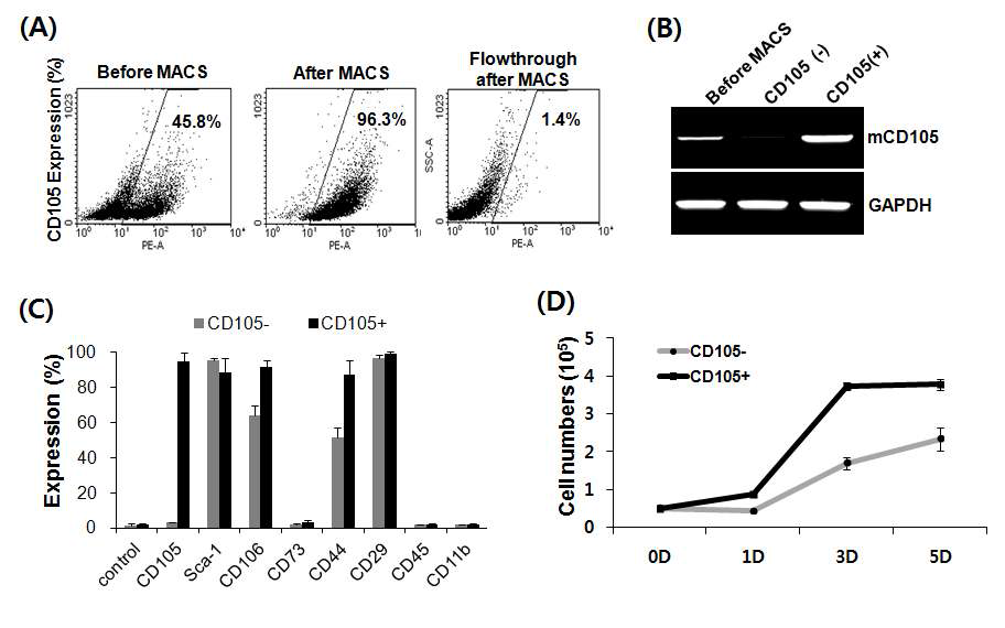 Characterization of mouse dermal fibroblast with CD105high or CD105low. Cultured dermal fibroblast (passage 3) were stained with PE-CD105, a cell surface marker of MSC. CD105 positive cells were separated using MACS PE-conjugated MicroBeads followed by FACS analysis. (A) Representative plots of cells stained with PE-CD105 before, after flowthrough of MACS sorting. (B) Immunophenotype of purified cells was detected by flow cytometry at passage 5. (C) The comparison of growth rate of purified cells. Purified cells were seed as same density and countered by tryphan blue staining after incubation for indicated time.