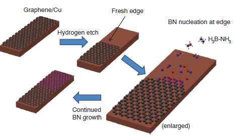 에칭된 그래핀의 edge에 h-BN 성장