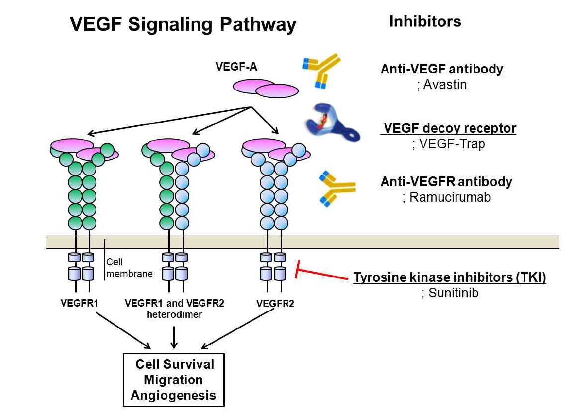 VEGF signaling pathway와 이미 개발된 또는 개발 중인 저해제들