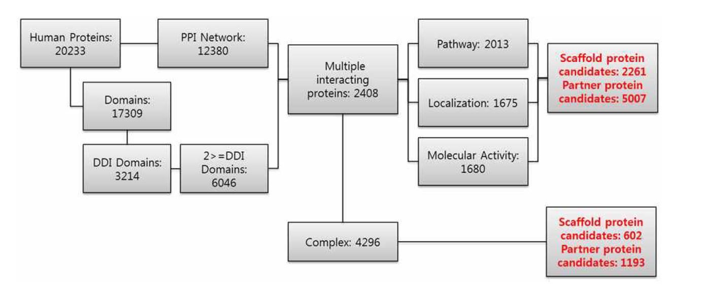 골격단백질 예측 프로세스 및 단계별 단백질 통계