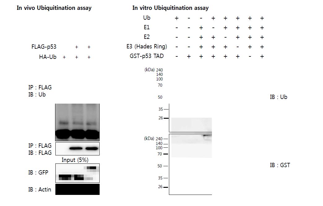 p53의 In vivo/In vitro ubiquitination assay 실험 결과