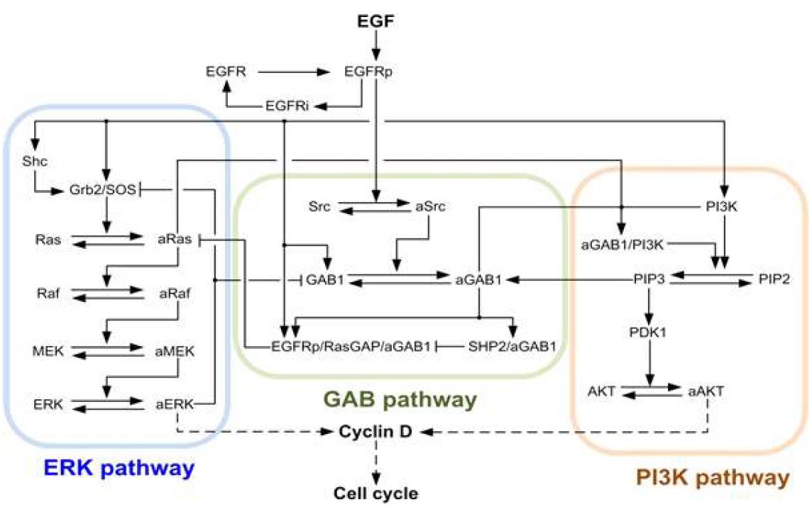 시스템생물학과 바이오이미징과의 융합연구를 통한 ERK 신호전달과 PI3K신호전달네트워크의 구축