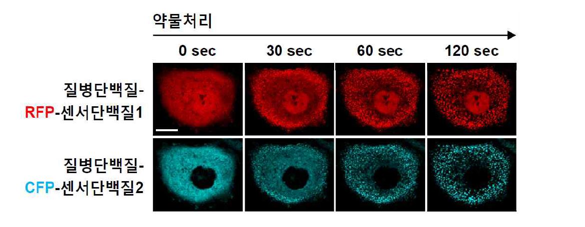 살아있는 세포에서 약물과 표적단백질의 결합에 따른 형광패턴의 변화