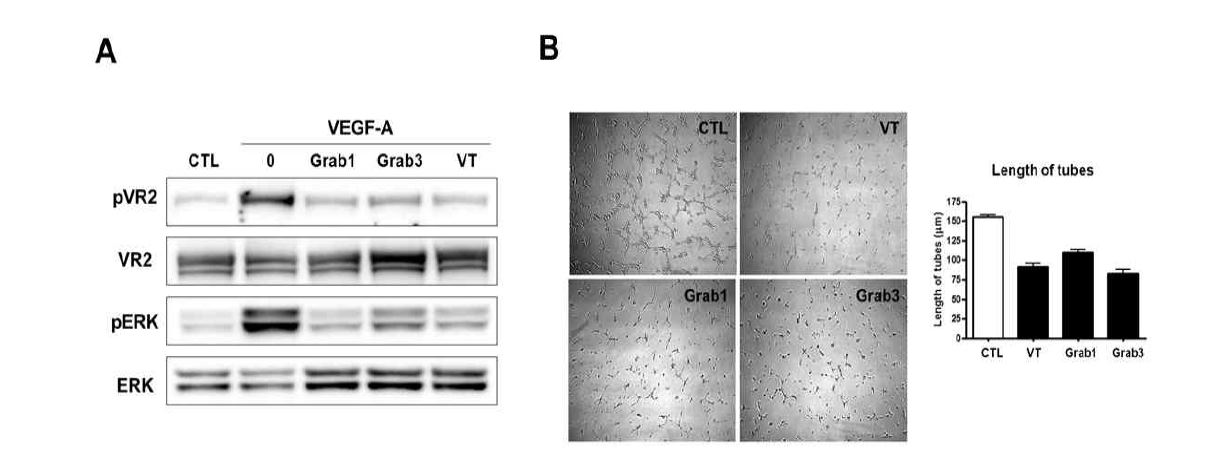 (A) VEGFR2와 ERK의 인산화 분석을 통한 VEGF-Grab 약효 검증 (B) Tube 형성 억제 분석을 통한 VEGF-Grab 약효 검증