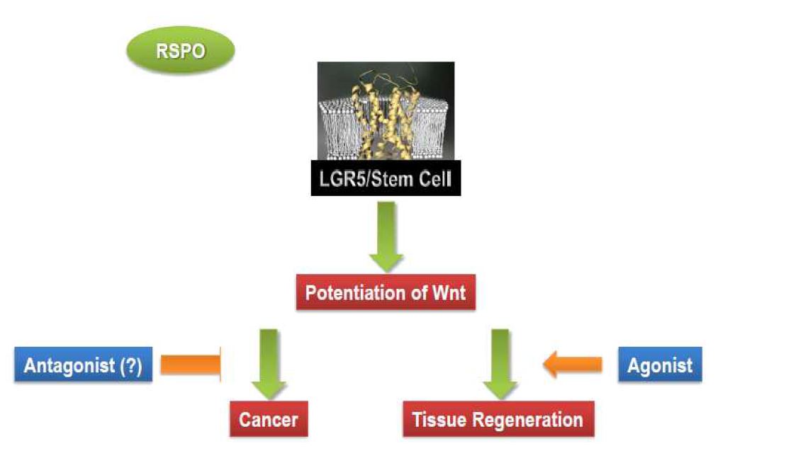 RSPO/LGR5 신호전달을 활용한 치료전략