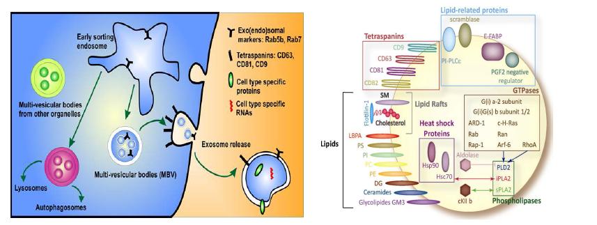 엑소좀 분비 모식도 (좌) 및 엑소좀 표면 및 내부에 존재하는 단백질 (우)