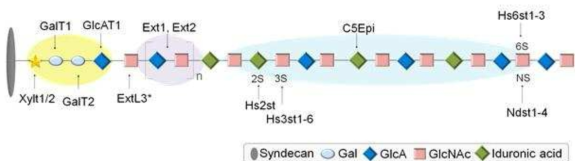 Proteoglycan의 구조