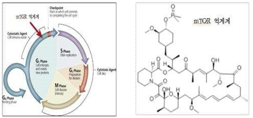 mTOR 억제제의 Cell cycle(좌)/ mTOR 구조도(우)