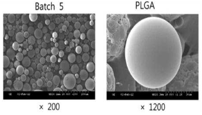 PLGA(생분해성 고분자) 미립자 확대도