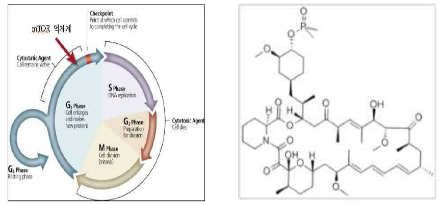 mTOR 억제제의 Cell cycle(좌) / 구조도(우)