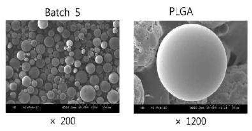 RG504H (생분해성 고분자) 미립자 확대도