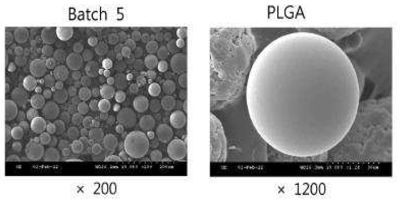 RG504H (생분해성 고분자) 미립자 확대도