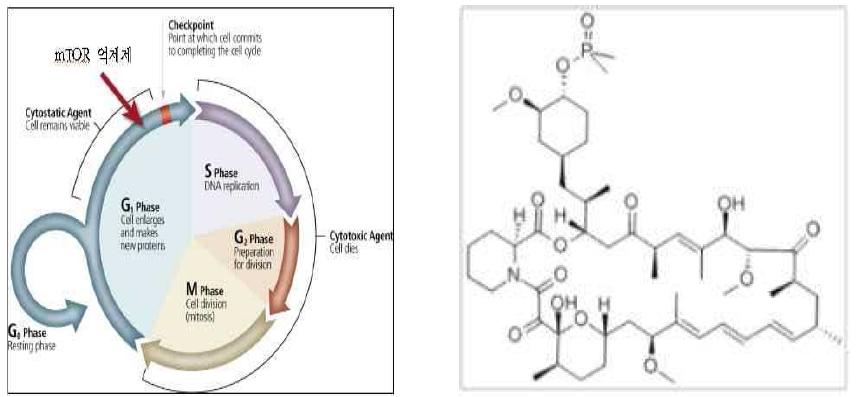 mTOR 억제제의 Cell cycle(좌) / 구조도(우)