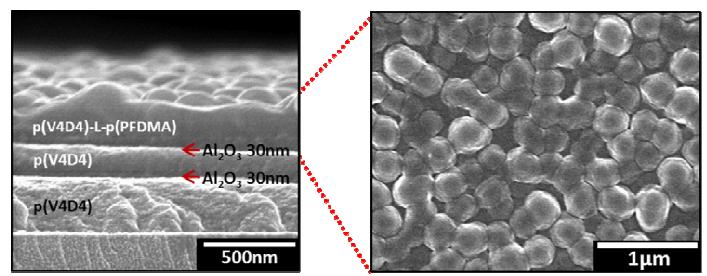 The SEM cross-section and surface images of the hydrophobic multilayer