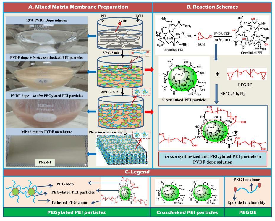 Procedures and reaction schemes used to prepare mixed matrix PVDF membranes with in situ PEGylated PEI particles