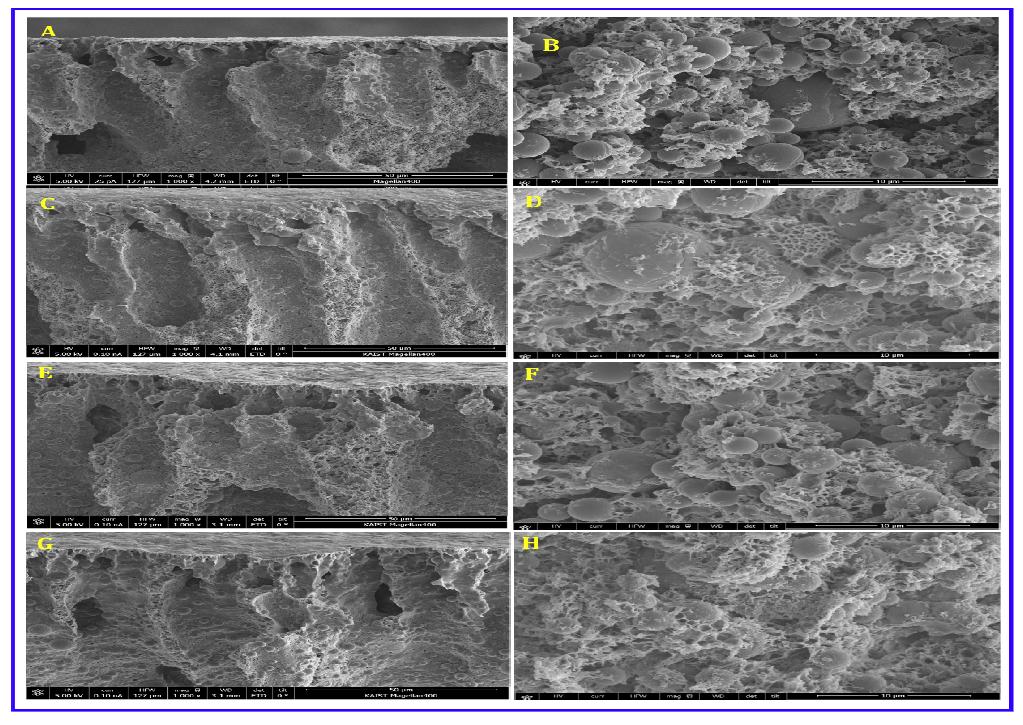 FESEM micrographs showing the cross-section morphologies of the mixed matrix PVDF membranes with in situ PEGylated PEI particles