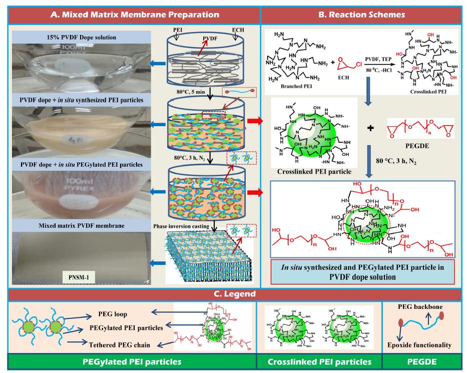 in-situ로 합성되는 새로운 PEGylated PEI입자복합 PVDF막의 합성 방법 및 반응 개략도