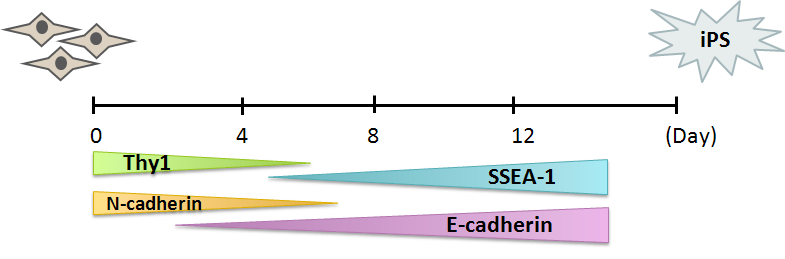 iPSC 역분화 과정 중 E-cadherin 발현양상