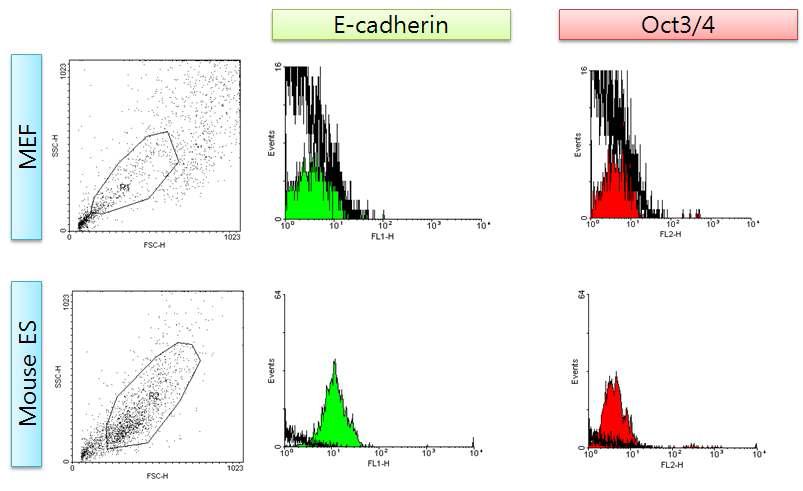 Mouse fibroblasts (MEF) 와 Mouse embryonic stem cells (ES cells) 의 E-cadherin & Oct4 double staining을 통한 FACS 분석