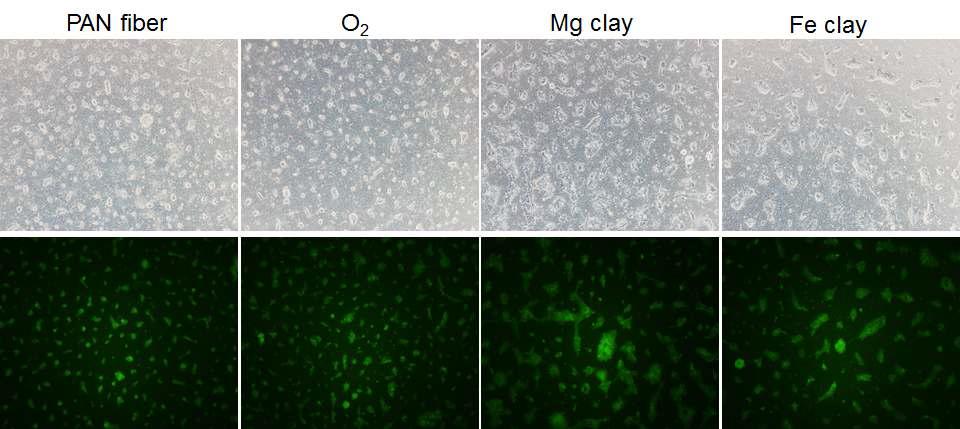 GFP-labelled NSC의 nanofiber위에서의 성장 상태