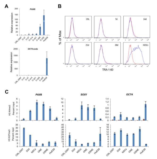 direct reprogramming 동안 pluripotent cell의 존재하지 않음을 확인