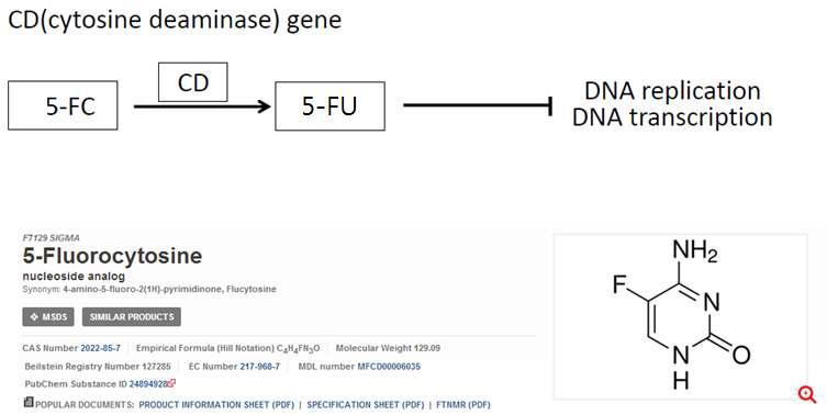 episomal plasmid를 개선하기 위한 전략