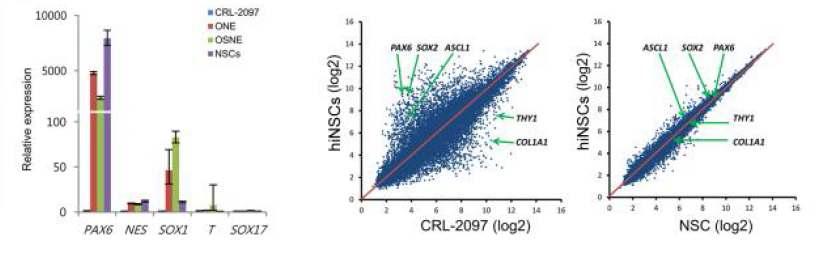 hiNSC의 유전자 발현 패턴 비교