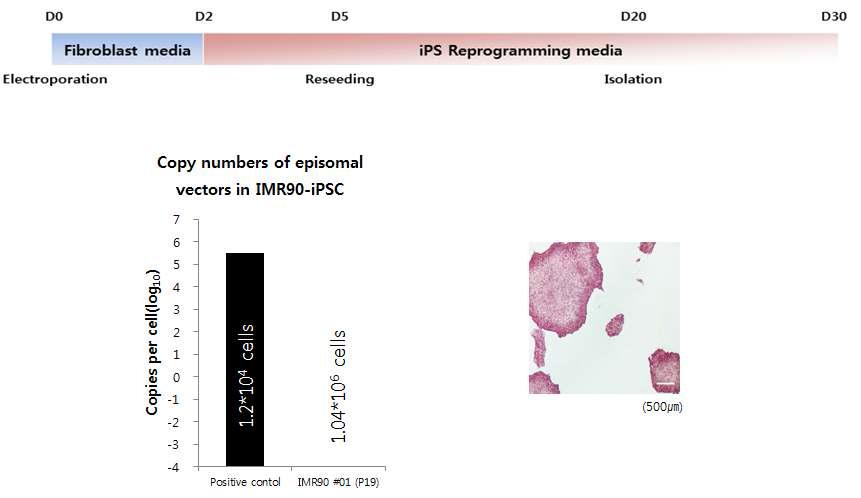 iPSC로의 유도과정 및 잔류 plasmid의 확인