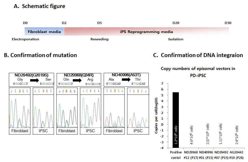 Familial PD 환자세포로부터 제작된 iPSC의 제작 및 확인