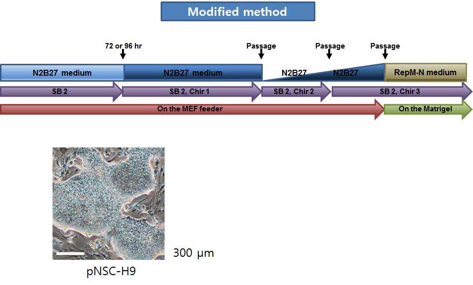 pNSC 분화 방법의 최적화