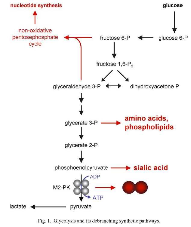 Glycolysis 경로와 이로부터 유도되는 macromolecular biosynthetic pathway 조절의 핵심유전자 PKM2.