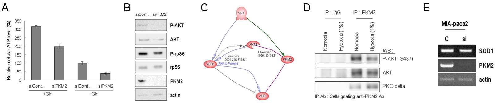 PKM2 knockdown 조건에서 세포 내 ATP 양 감소 및 AKT 활성억제와 이에 따른 ROS scavenger 감소