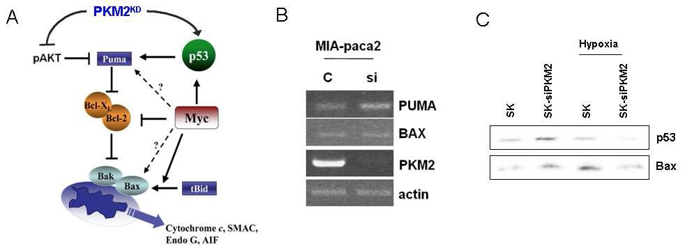 PKM2 knock-down에 의한 PUMA 발현감소 및 TP53 단백질 발현 증가
