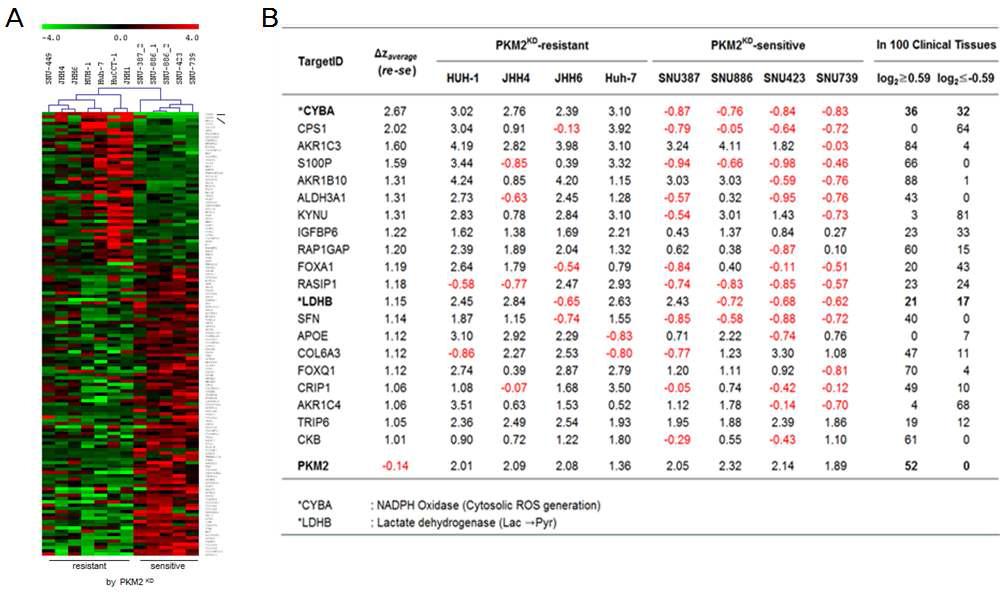 (A) 두 대립 세포군의 전사체 분석에 의한 DEGs의 Heatmap 및 (B) 두 대립 세포군에서 발현이 다른 유전자(DEG) 예시 (Resistant cell에서 up된 유전자)