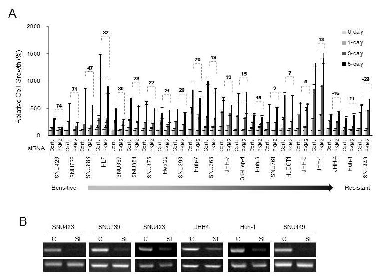 (A) 21개 HCC 세포주들의 PKM2 발현억제에 의한 cell viability 측정 및 (B) PKM2 발현억제 검증(일부)