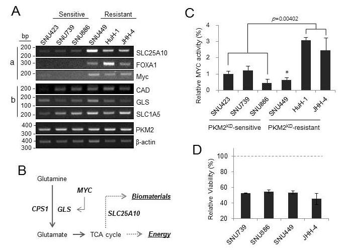 (A) RT-PCR을 통한 글루타민 분해과정에 관련한 유전자 발현 측정, (B) 글루타민 분해과정 모식도, (C) 두 대립세포주의 c-myc reporter 활성 비교, (D) 글루타민 유사체인 DON (6-Diazo-5-oxo-L-norleucine) 처리에 의한 cell viability 측정