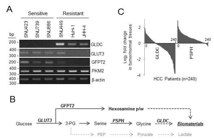 (A) 글루타민 분해과정 관련 유전자 발현 측정(RT-PCR), (B) 당 분해 과정 관련 다른 대사작용의 모식도, (C) HCC 환자 조직 샘플에서 GLDC와 PSPH의 발현양 측정