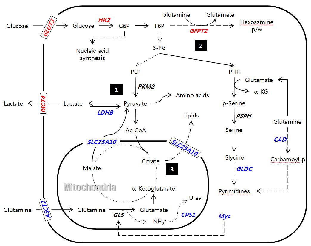 PKM2 대립세포군을 특징 짖는 관련 유전자 및 pathways