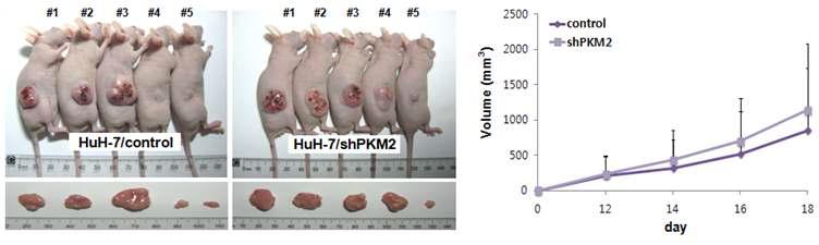 Huh-7/shPKM2 세포주를 사용한 PKM2의 mouse xenograft assay 검증실험.