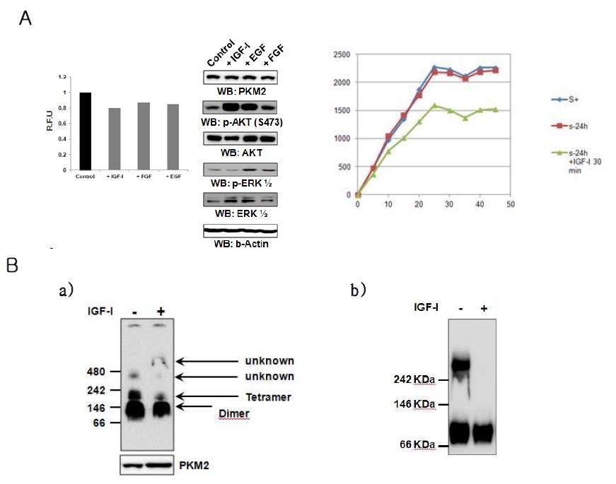 세포내 PKM2에 대한 IGF-I 처리의 영향. (A) IGF-I에 의한 PKM2의 효소 활성의 저해. (B) IGF-I에 의한 세포내에서의 PKM2의 dimer/tetramer 비율 변화.