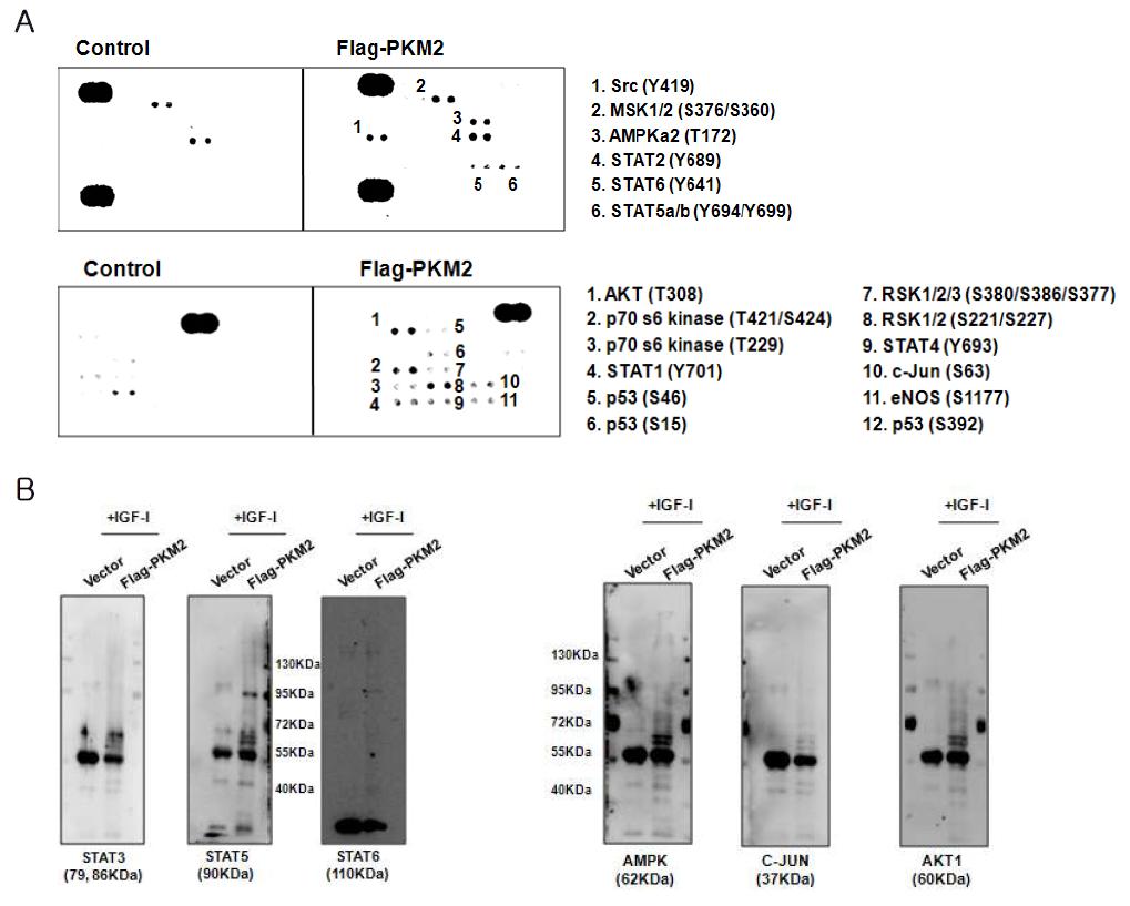 IGF-I에 의한 활성화 단백질 중 PKM2와의 결합 단백질 screening.