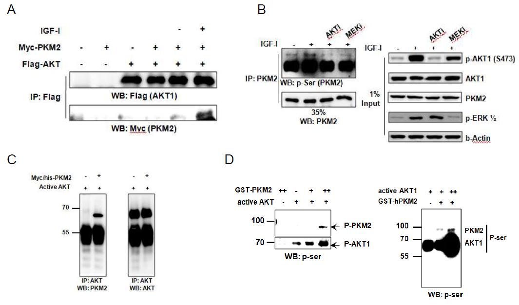 PKM2와 활성 AKT1의 세포내 결합 및 AKT1에 의존적인 PKM2의 아미노산 잔기 인산화.