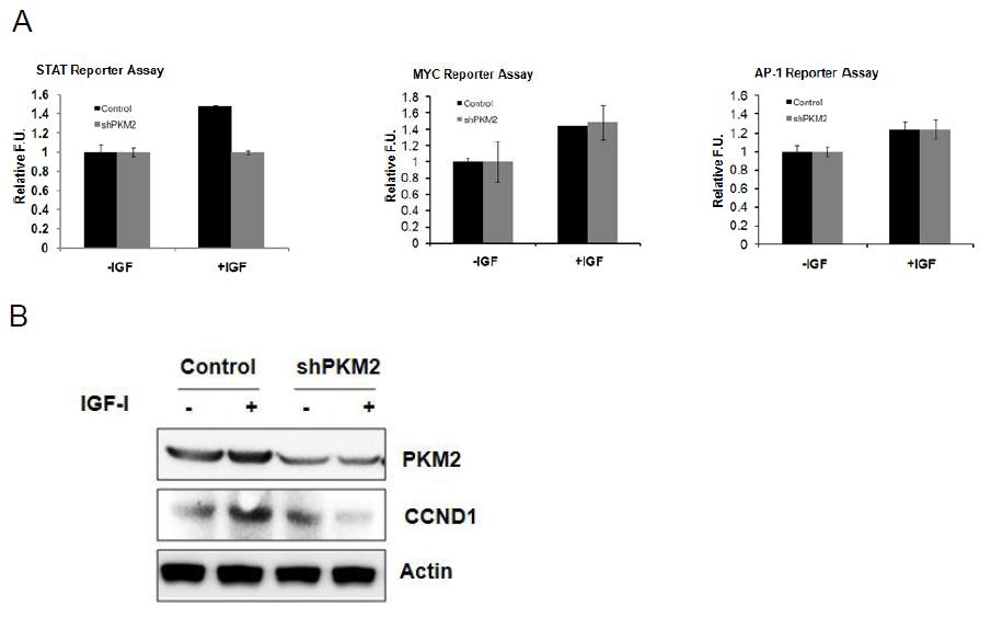 (A) IGF-I 신호 하에 PKM2의존적 reporter gene의 활성도. (B) IGF-I 처리에 의한 PKM2의 발현정도에 따른 IGF-I target gene의 발현도.