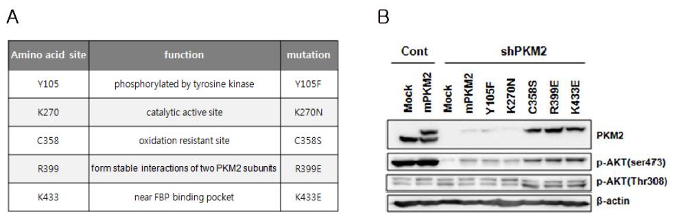 (A) Mutant mPkm2의 mutation 및 각 mutant의 function 정보. (B) 구축한 mutant들을 stable 하게 PKM2가 knock-down 된 cell에 발현 시켜 AKT 활성 측정.
