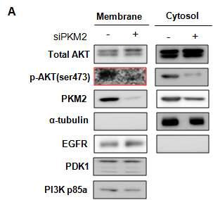 PKM2 발현 억제 시 membrane에 위치한 AKT와 p-AKT의 확인.