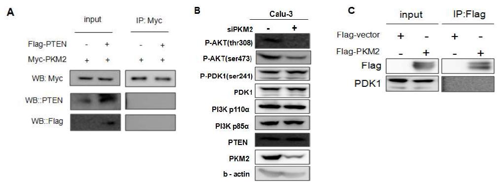 (A) PKM2와 PTEN 과의 상호결합 확인. (B) PKM2 발현 억제 시 AKT 인산화 관련 kinase 들의 발현과 활성 측정. (C) PKM2 와 PDK1 과의 상호결합 확인.