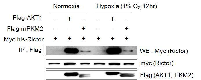 Normoxia 및 hypoxia 조건에서 mTORC2와 AKT 및 PKM2의 상호결합 여부 확인.