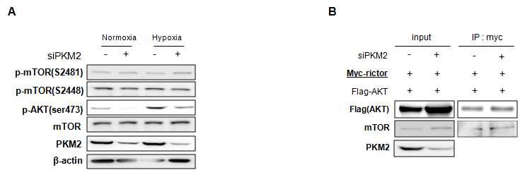 (A) Normoxia 및 hypoxia 조건에서 PKM2의 발현 억제에 따른 mTORC2 의 인산화 확인. (B) PKM2 발현 억제시 Rictor와 AKT, Rictor와 mTOR 와의 binding 상태 확인.
