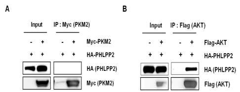 (A) 면역침강법을 통한 PHLPP2와 PKM2의 상호결합 확인. (B) 면역침강법을 통한 PHLPP2와 AKT의 상호결합 확인.